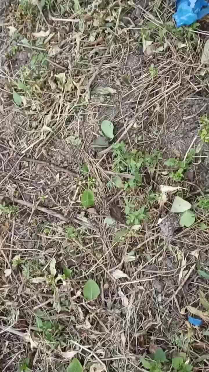 Wreckage of a drone in Staromykhailivka